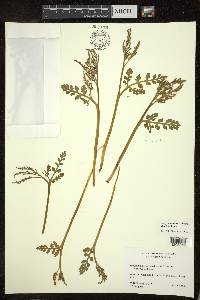 Botrychium matricariifolium image