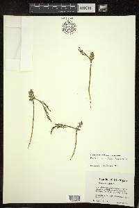 Botrychium matricariifolium image