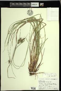 Carex complanata image