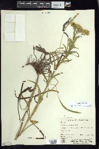 Solidago riddellii image