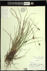 Carex complanata image