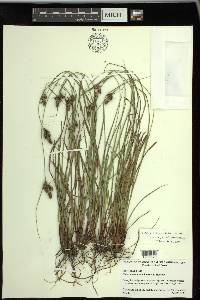 Carex complanata image