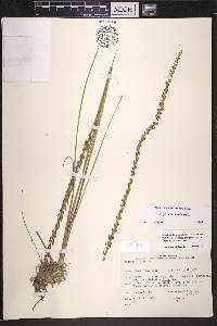 Triglochin maritima image