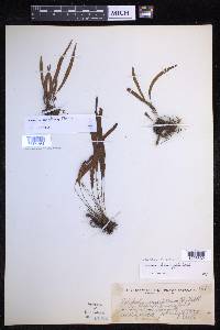 Oreogrammitis caespitosa image