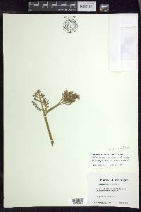 Botrychium matricariifolium image