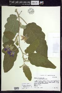 Solanum houstonii image