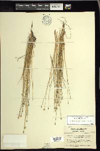 Eleocharis quinqueflora image