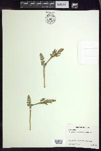 Botrychium minganense image