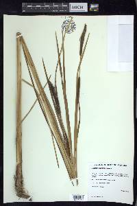 Typha angustifolia image