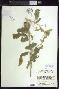 Solanum houstonii image