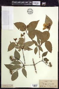 Philadelphus grandiflorus image