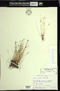 Eleocharis quinqueflora image