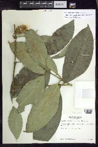 Garcinia madruno image