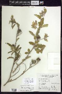 Solanum houstonii image