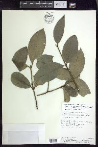 Garcinia madruno image