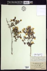 Philadelphus microphyllus var. microphyllus image