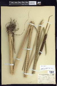 Typha angustifolia image