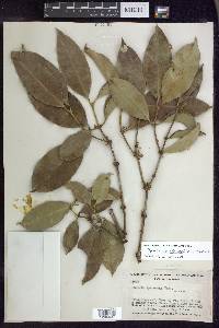 Garcinia madruno image