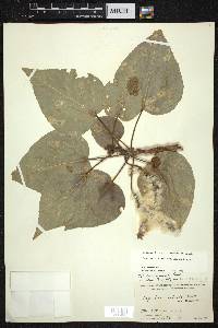 Populus ciliata image