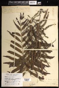 Osmunda herbacea image