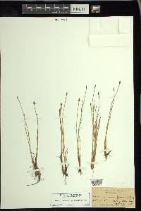 Eleocharis quinqueflora image