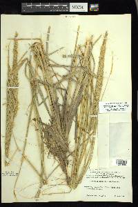 Ammophila breviligulata image