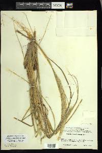 Ammophila breviligulata image