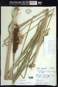 Typha angustifolia image