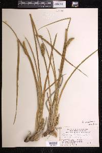 Acorus calamus image