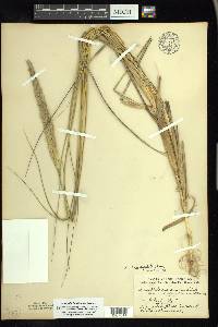 Ammophila breviligulata image