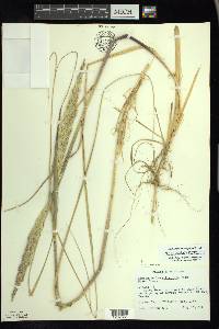 Ammophila breviligulata image