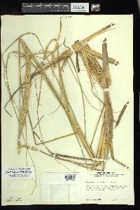 Ammophila breviligulata image