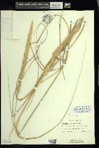 Ammophila breviligulata image