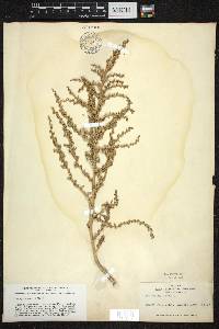 Amaranthus albus image