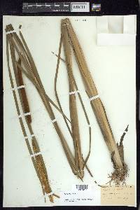 Typha angustifolia image