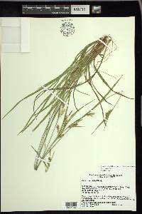 Carex conoidea image