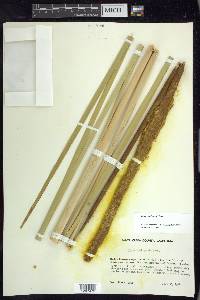 Typha domingensis image