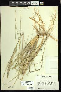 Ammophila breviligulata image