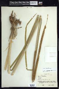 Typha domingensis image