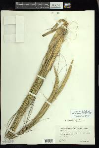 Ammophila breviligulata image