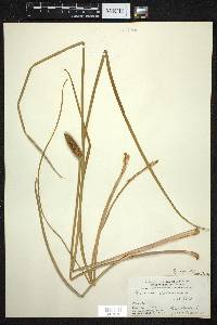 Acorus calamus image