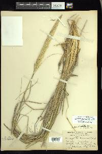 Ammophila breviligulata image