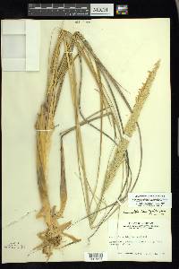 Ammophila breviligulata image