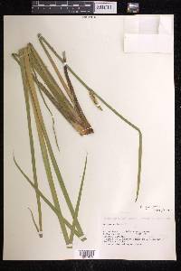 Acorus calamus image