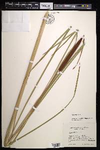 Typha angustifolia image