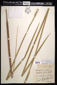 Typha domingensis image