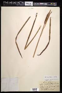 Typha orientalis image