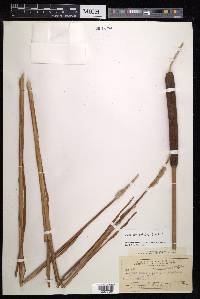 Typha orientalis image