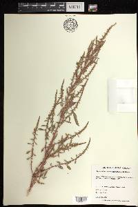 Amaranthus tuberculatus image