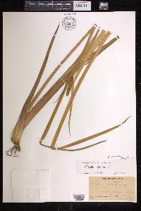 Acorus calamus image